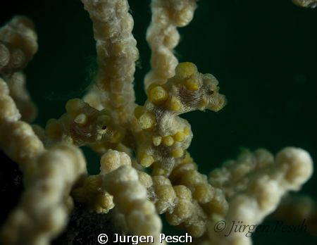 2 yellow pygmy seahorse in Malapasqua by Jurgen Pesch 