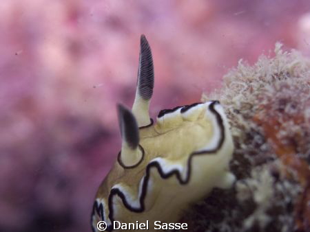 Glossodoris Atromarginata: Camera Model Sea&Sea DX2G; F-S... by Daniel Sasse 