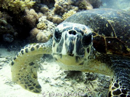 curious Hawksbill turtle by Laura Dinraths 