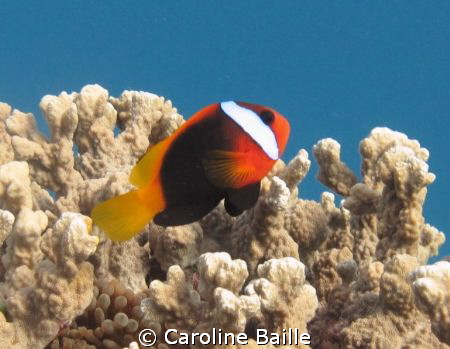 anemone fish on the reef by Caroline Baille 