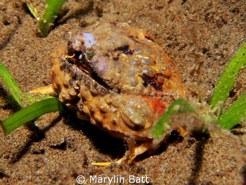 Tiny Box Crab on night dive about 1 1/2 inches across.  I... by Marylin Batt 