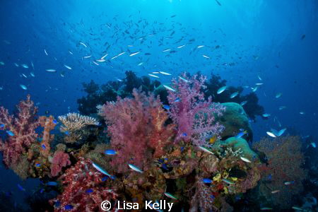 Glorious reef! by Lisa Kelly 