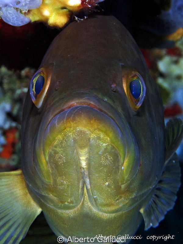 Face to face with a grouper by Alberto Gallucci 