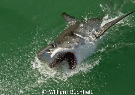 A great white lunges after the bait in Gansbaai. by William Buchheit 