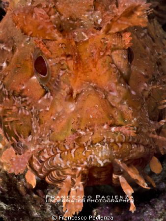 Face to face with scorpionfish. by Francesco Pacienza 