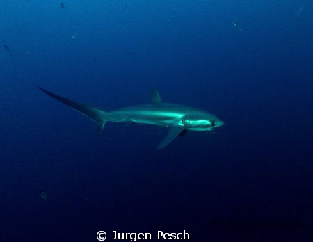 Tresher shark, Malapasqua by Jurgen Pesch 