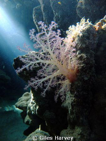 Soft coral in the catacombes of Marsa Bereka by Giles Harvey 
