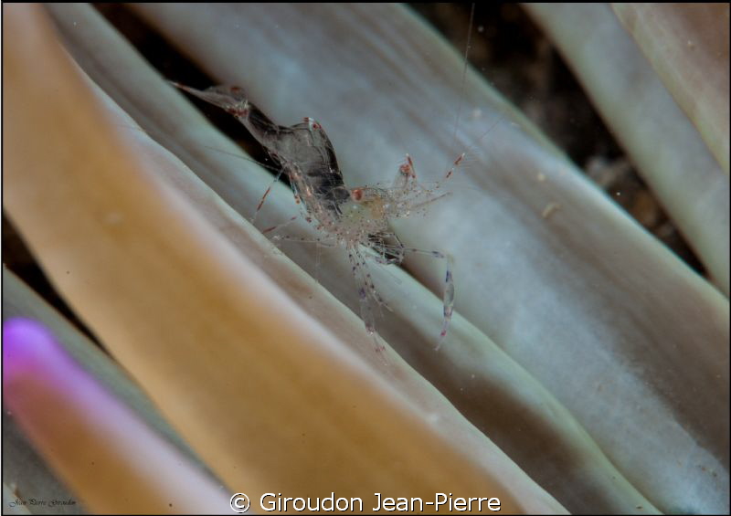 A very small shrimp in a gorgona. 105mm macro by Giroudon Jean-Pierre 