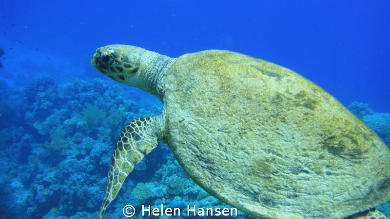 turtle amazing just swimming along side him by Helen Hansen 