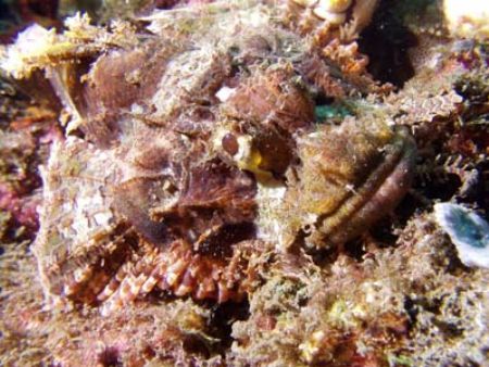Scorpionfish.
Bunaken, Indonesia.
Olympus C-5050. by Yves Antoniazzo 
