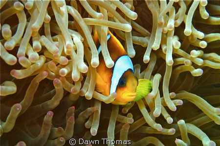 Red Sea Clown Fish at Home - Canon PowerShot G12, ISO 125... by Dawn Thomas 