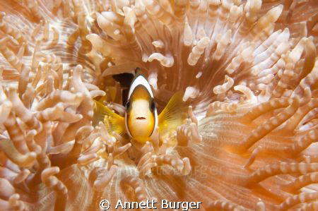 Taken at Dampier Strait in Raja Ampat, this little fellow... by Annett Burger 