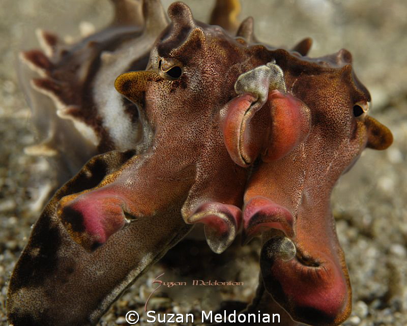 Flamboyant Cuttlefish by Suzan Meldonian 