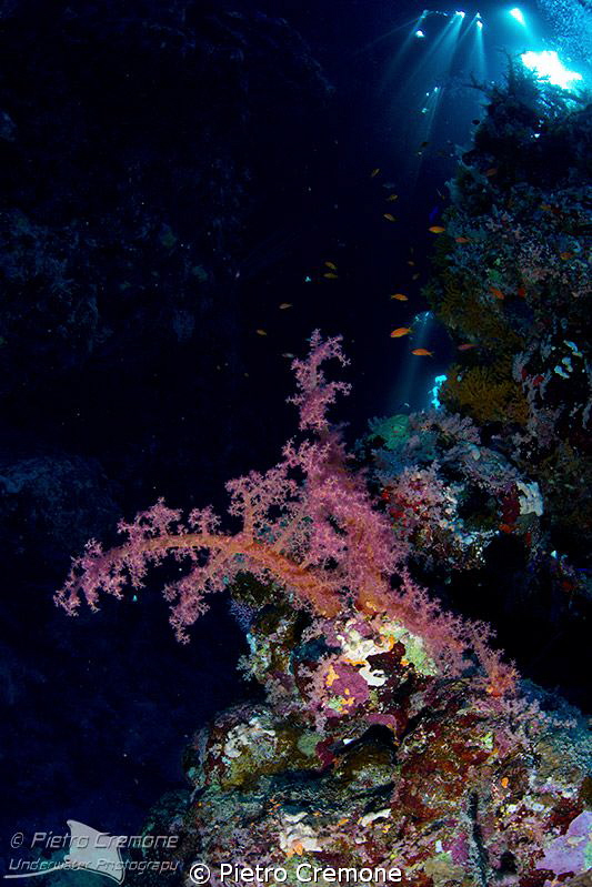 Soft coral in cave by Pietro Cremone 