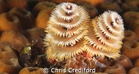 cropped version - Blenny and Christmas Trees  
Canon T2i... by Chris Crediford 