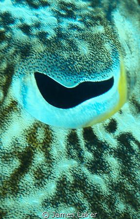Cuttlefish eye close up by James Laker 