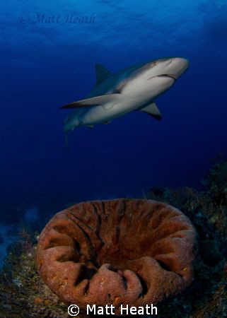 Reef Shark by Matt Heath 