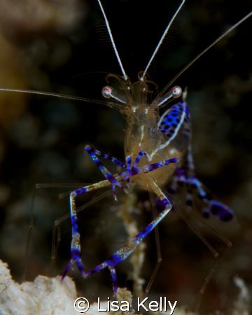 Cleaner shrimp--open for business. by Lisa Kelly 