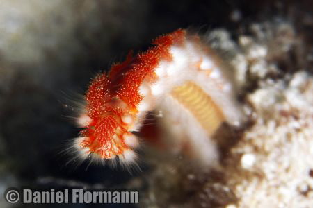 Fire worm searching for some food by Daniel Flormann 