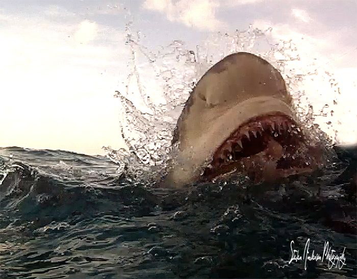 Lemon Shark snaps at Tiger Beach - Bahamas by Steven Anderson 