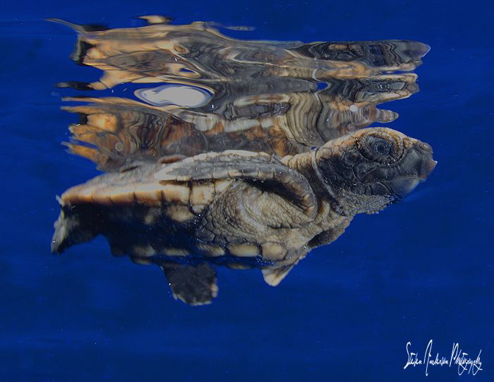 Baby Loggerhead Turtle makes its way thru the clear blue ... by Steven Anderson 