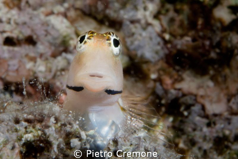 Small blenny by Pietro Cremone 