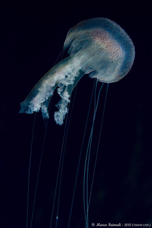 Jellyfish night-swimming (Pelagia noctiluca) by Marco Faimali (ismar-Cnr) 