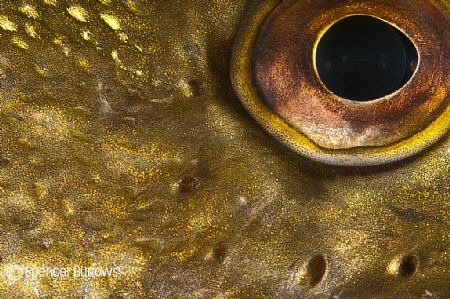 This is the eye of a Pike. by Spencer Burrows 