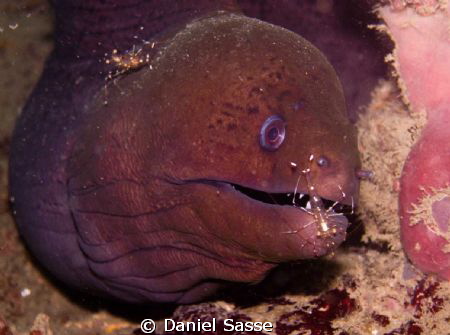 Giant Moray with 2 cleaner Shrimps taken today at Koh Sii... by Daniel Sasse 