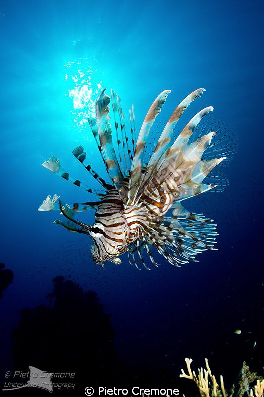 Lionfish in the sun by Pietro Cremone 