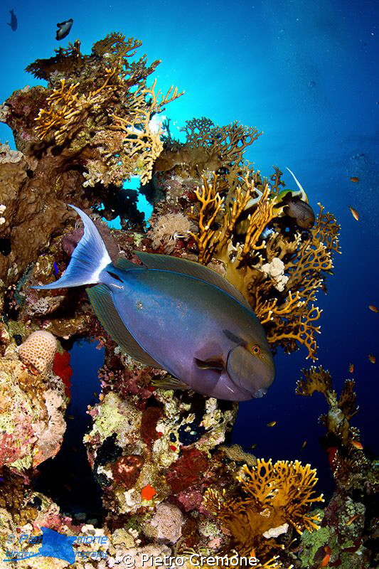 Surgeonfish and corals by Pietro Cremone 