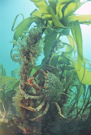 Spider crab on kelp.
Porth Ysgaden, N. Wales.
F90X,16mm. by Mark Thomas 