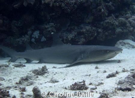 white tip shark sitting on the bottom by Caroline Baille 