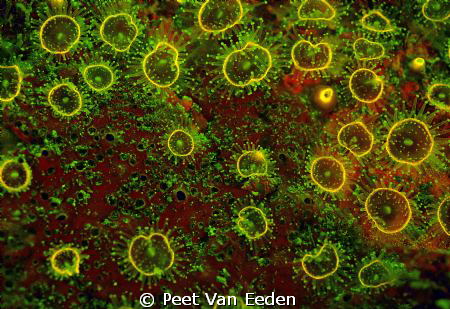 fluorescent strawberry anemones after excited by uv light by Peet Van Eeden 