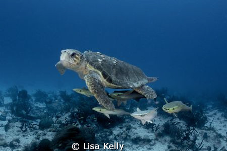 Remoras looking for a free ride by Lisa Kelly 