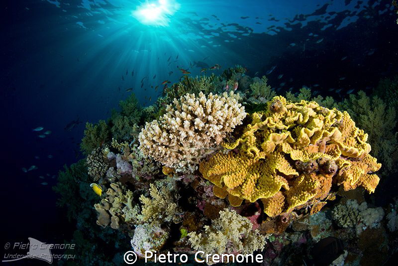 reefscape in dappled light by Pietro Cremone 