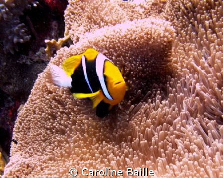 anemone fish in his anemone by Caroline Baille 