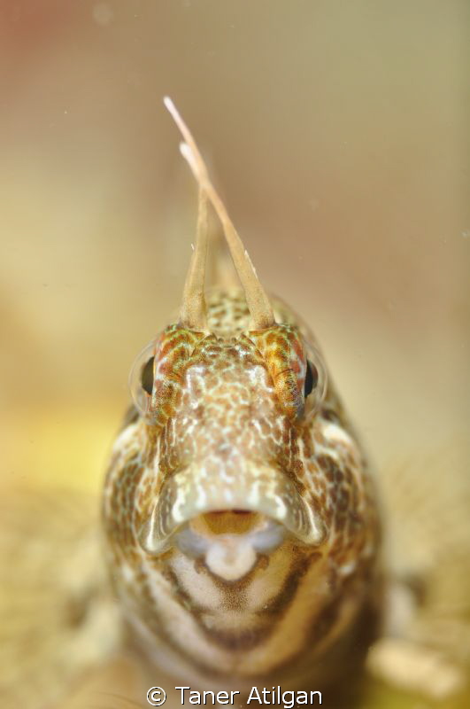 another blenny from marmara by Taner Atilgan 