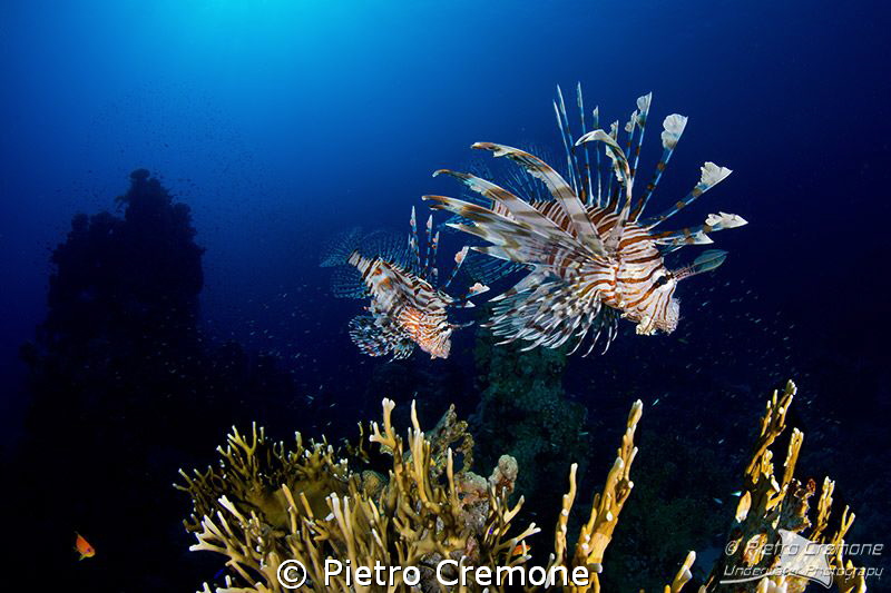 Lionfish on the hunt by Pietro Cremone 