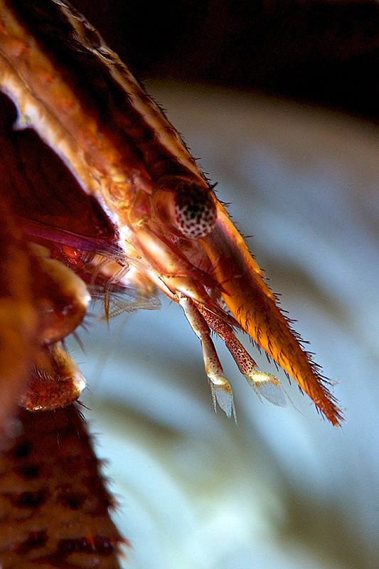 Crinoid squat lobster in details... by Iyad Suleyman 
