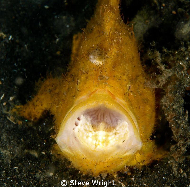 Frogfish yawning, f22 1/160th 50mm macro 1x4 teleconverte... by Steve Wright 