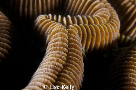 Close up of brain coral by Lisa Kelly 