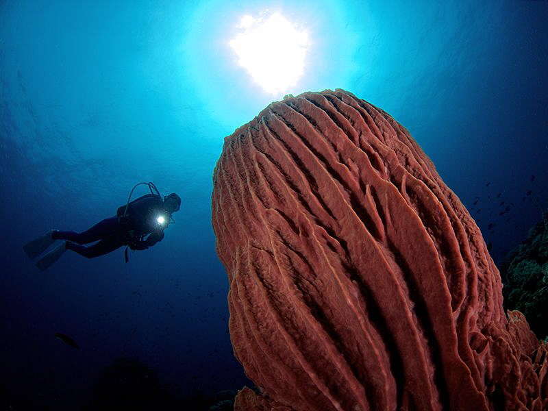 Giant Barrel Sponge & Diver by Iyad Suleyman 