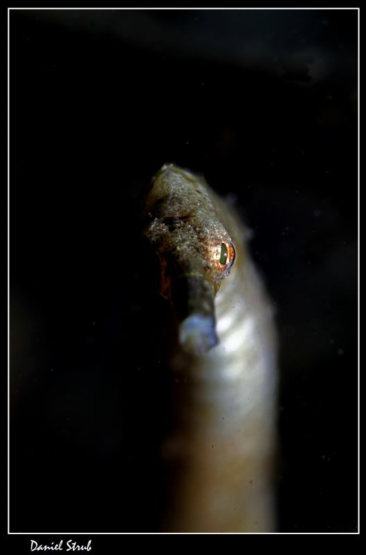 Bent stick pipefish, Alcoy, Cebu, 100mm + wetdiopter, sin... by Daniel Strub 