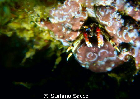A very tiny crab... by Stefano Sacco 