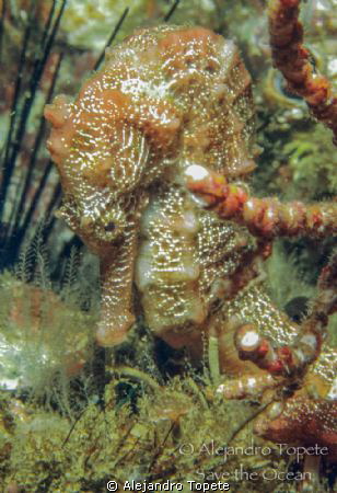 Seahorse in Acapulco Mexico by Alejandro Topete 