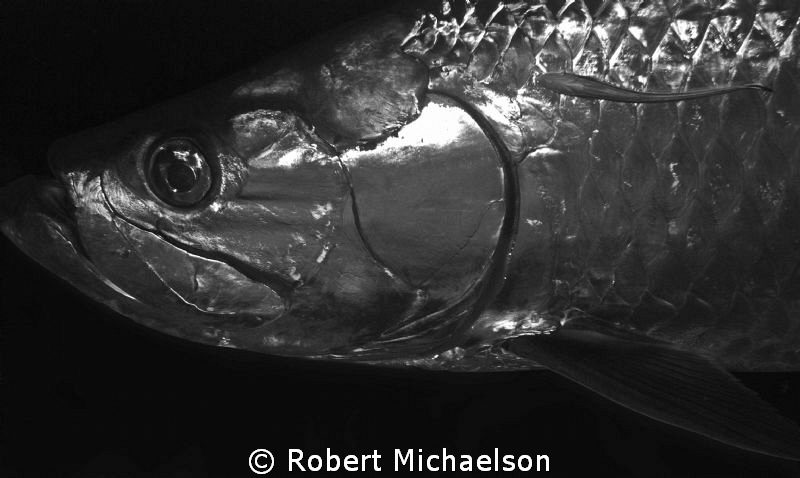 Night shot of a tarpon with a remora by Robert Michaelson 