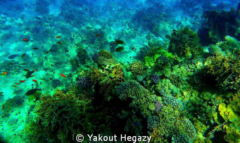 Red sea reef by Yakout Hegazy 