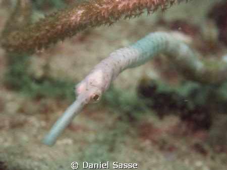 Longnose Pipefish in White by Daniel Sasse 