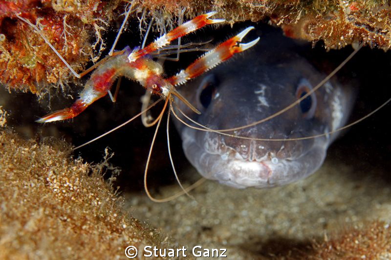 Banded Coral shrimp and Conger eel by Stuart Ganz 